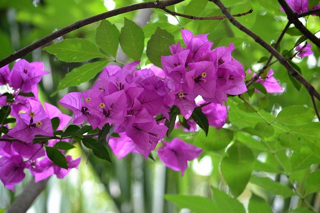 Unduh gratis Flower Bougainvillea Nature - foto atau gambar gratis untuk diedit dengan editor gambar online GIMP