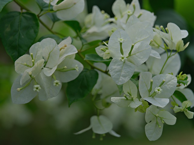 Free download flower bougainvillea white flora free picture to be edited with GIMP free online image editor