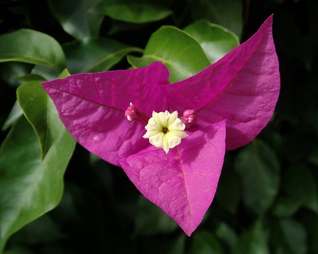 Download gratuito Flower Bouganvillea Climbing - foto o immagine gratuita da modificare con l'editor di immagini online di GIMP