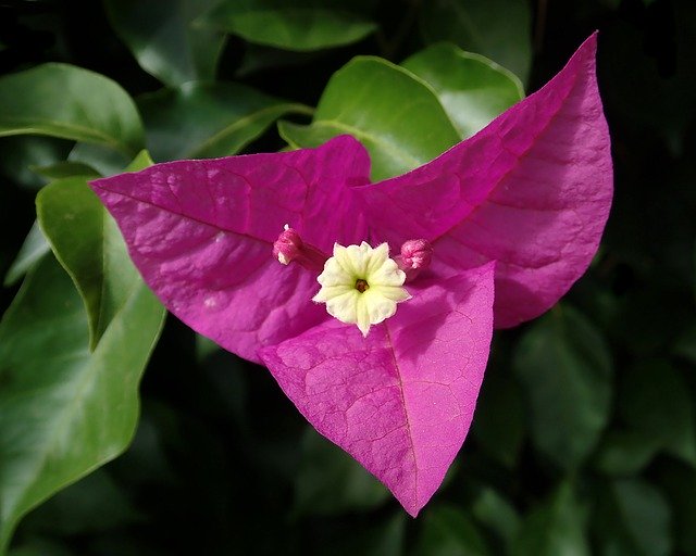 Free download Flower Bouganvillea Climbing -  free photo or picture to be edited with GIMP online image editor