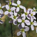 Flower Branch and Four Petal Flowers  screen for extension Chrome web store in OffiDocs Chromium Flower Branch and Four Petal Flowers  screen for extension Chrome web store in OffiDocs Chromium