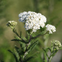 Flower Branch and Leaves  screen for extension Chrome web store in OffiDocs Chromium