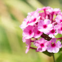 Flower branches are round  screen for extension Chrome web store in OffiDocs Chromium