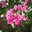 Flower Branches Swinging in the Wind  screen for extension Chrome web store in OffiDocs Chromium