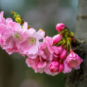 Flower Branch on Tree Trunk  screen for extension Chrome web store in OffiDocs Chromium