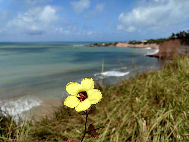 Free download Flower Brasil Tabatinga -  free photo or picture to be edited with GIMP online image editor