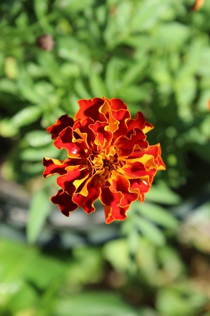 Descarga gratuita Flower Bright Outdoor: foto o imagen gratuita para editar con el editor de imágenes en línea GIMP