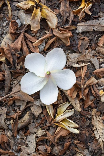 Bezpłatne pobieranie Flower Brown Autumn - bezpłatne zdjęcie lub obraz do edycji za pomocą internetowego edytora obrazów GIMP