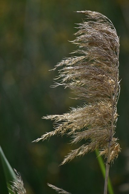 Descărcare gratuită Flower Brush Bush - fotografie sau imagini gratuite pentru a fi editate cu editorul de imagini online GIMP