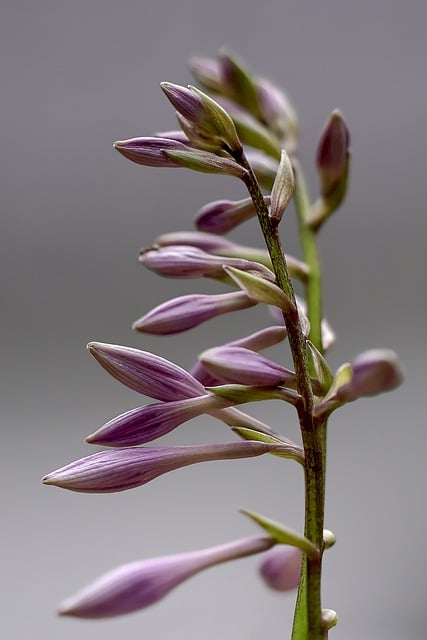 Free download flower bud blossom bloom spring free picture to be edited with GIMP free online image editor