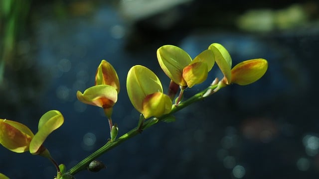 Free download flower bud branch shrub blooms free picture to be edited with GIMP free online image editor