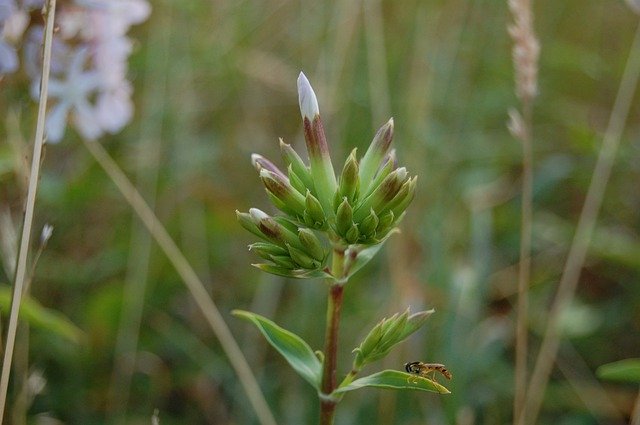 Gratis download Flower Bud Cockle - gratis foto of afbeelding om te bewerken met GIMP online afbeeldingseditor