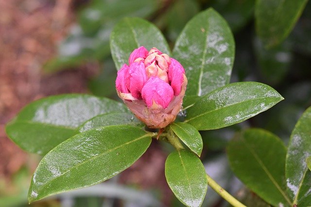 Free download Flower Bud Green Leaves -  free photo or picture to be edited with GIMP online image editor
