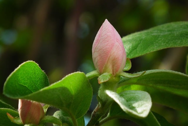 Free download flower bud growth quince tree free picture to be edited with GIMP free online image editor