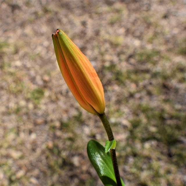 Free download flower bud lily blooming flower free picture to be edited with GIMP free online image editor