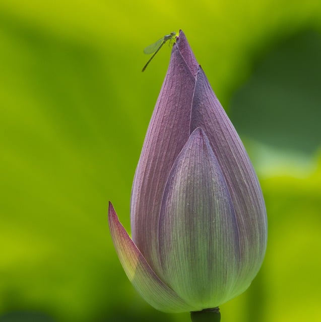 Free download flower bud lotus flower bloom free picture to be edited with GIMP free online image editor