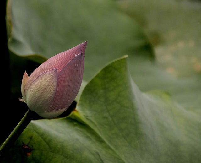 Free download flower bud lotus lotus bud flower free picture to be edited with GIMP free online image editor