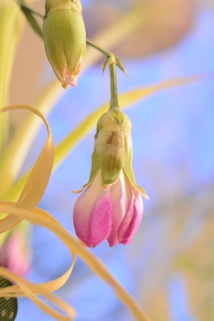 Download gratuito Flower Bud Plant - foto o immagine gratuita da modificare con l'editor di immagini online di GIMP