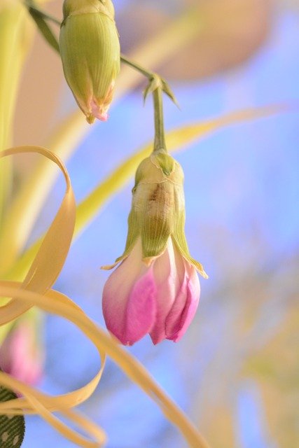 Free download Flower Bud Plant -  free photo or picture to be edited with GIMP online image editor