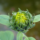 Flower buds bloom  screen for extension Chrome web store in OffiDocs Chromium