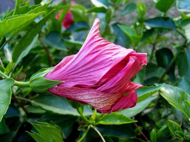 הורדה חינם Flower Buds Holyhock - תמונה או תמונה בחינם לעריכה עם עורך התמונות המקוון GIMP