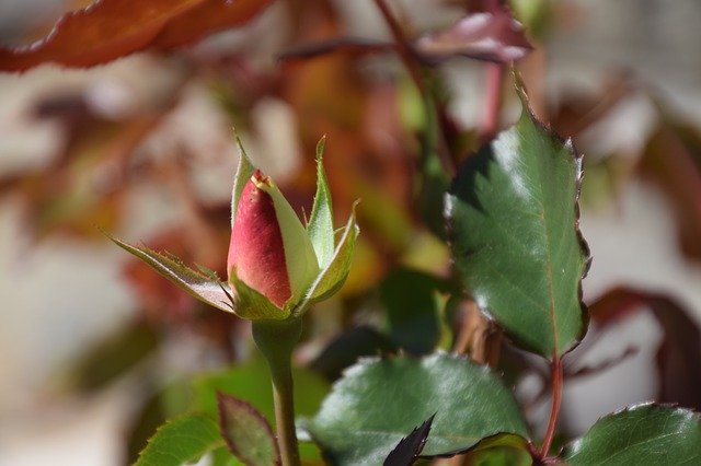 Muat turun percuma Flower Buds Origami Bud - foto atau gambar percuma untuk diedit dengan editor imej dalam talian GIMP