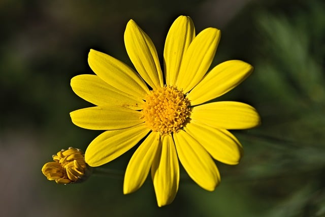 قم بتنزيل صورة ماكرو بتلات براعم الزهور مجانًا ليتم تحريرها باستخدام محرر الصور المجاني عبر الإنترنت من GIMP