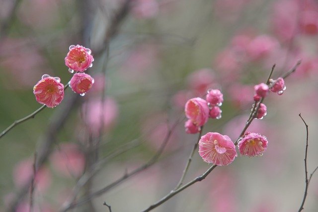 Free download flower buds plum blossom fresh free picture to be edited with GIMP free online image editor