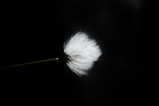 Free download flower bud stamen flora botany free picture to be edited with GIMP free online image editor