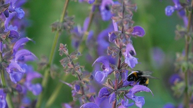 Free download Flower Bumblebee Bee -  free photo or picture to be edited with GIMP online image editor