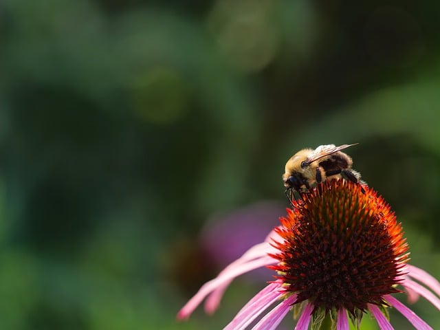 Free download flower bumblebee purple coneflower free picture to be edited with GIMP free online image editor