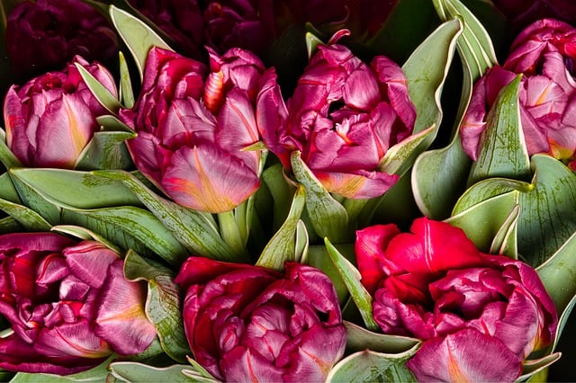 Free download flower bunch of flowers free picture to be edited with GIMP free online image editor