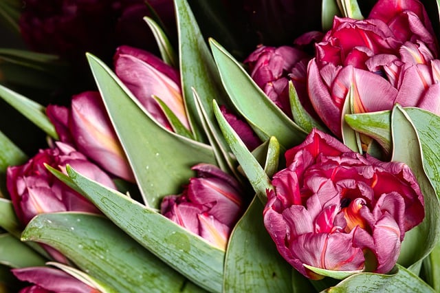 Free download flower bunch of flowers ostrich free picture to be edited with GIMP free online image editor