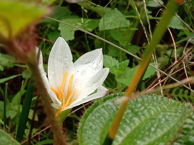 Téléchargement gratuit de Flower Bush Nature - photo ou image gratuite à éditer avec l'éditeur d'images en ligne GIMP