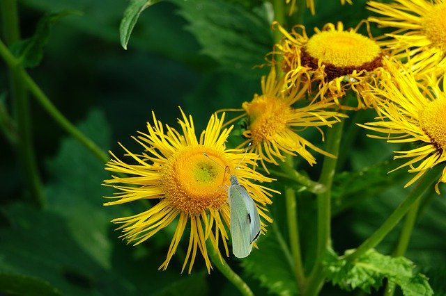 Free download Flower Butterfly Botany -  free photo or picture to be edited with GIMP online image editor