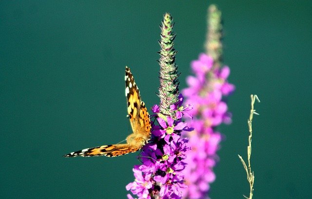 Free download Flower Butterfly Insects -  free photo or picture to be edited with GIMP online image editor