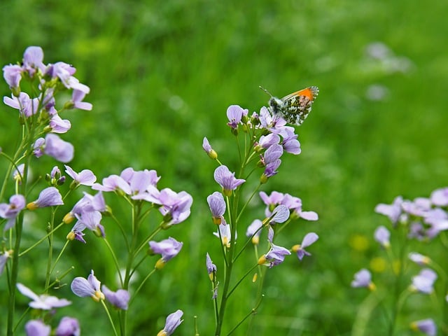Free download flower butterfly meadow free picture to be edited with GIMP free online image editor