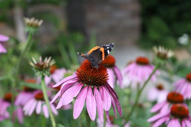 Download gratuito Flower Butterfly Nature: foto o immagine gratuita da modificare con l'editor di immagini online GIMP