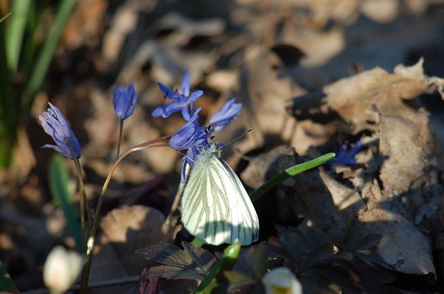 Free download Flower Butterfly Underwood -  free photo or picture to be edited with GIMP online image editor