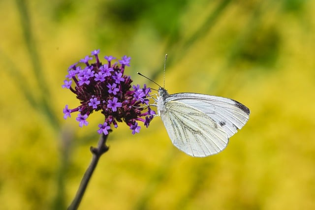 Free download flower butterfly wing pollination free picture to be edited with GIMP free online image editor