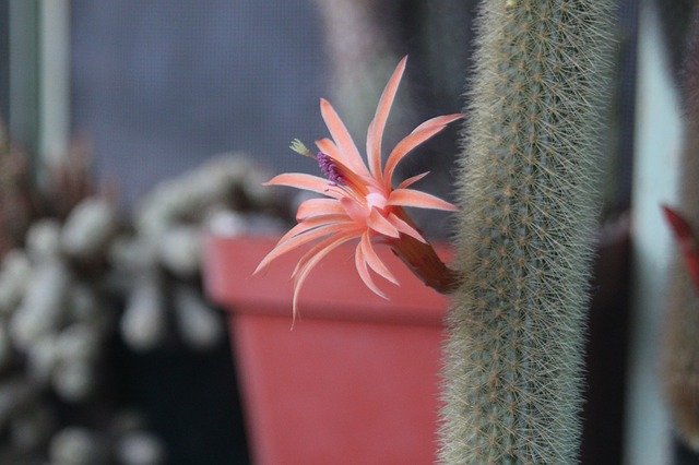 Gratis download Flower Cactus Green - gratis gratis foto of afbeelding om te bewerken met GIMP online afbeeldingseditor
