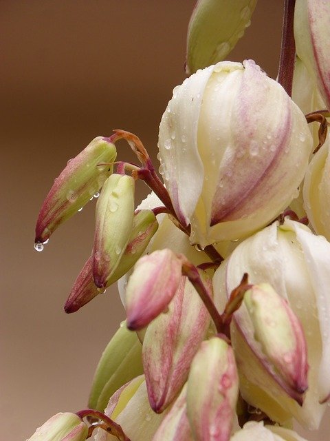 Bezpłatne pobieranie Flower Cactus Rocio - bezpłatne zdjęcie lub obraz do edycji za pomocą internetowego edytora obrazów GIMP