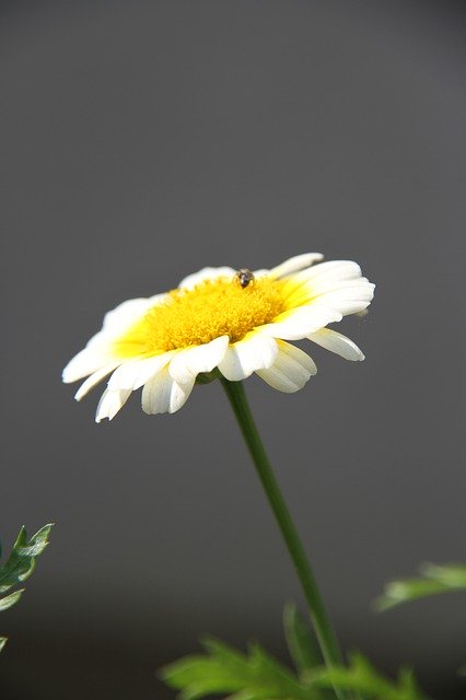 Free download Flower Calendula Marigold -  free photo or picture to be edited with GIMP online image editor