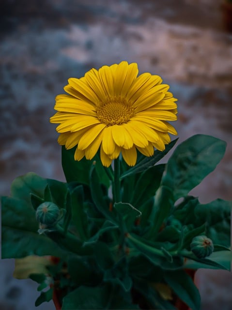 Free download flower calendula yellow bloom free picture to be edited with GIMP free online image editor