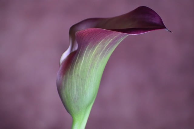 Free download flower calla lily flora bloom free picture to be edited with GIMP free online image editor
