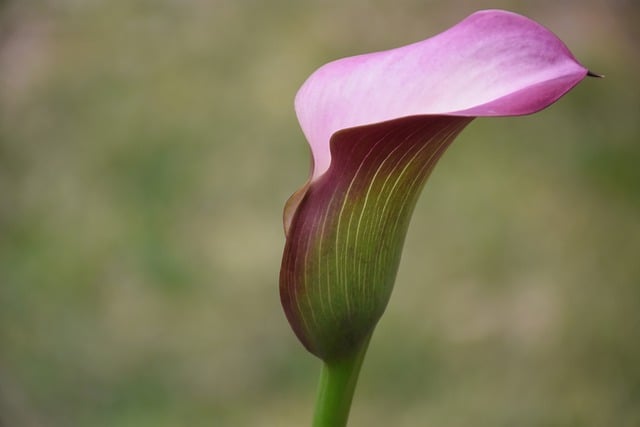 Free download flower calla lily plant bloom free picture to be edited with GIMP free online image editor