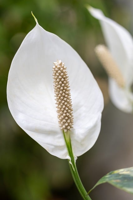 Free download flower calla lily white nature free picture to be edited with GIMP free online image editor