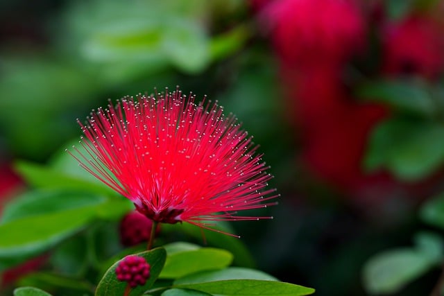 免费下载花 calliandra Dysantha flora 免费图片可使用 GIMP 免费在线图像编辑器进行编辑