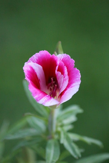 Free download flower calyx blossom bloom pink free picture to be edited with GIMP free online image editor