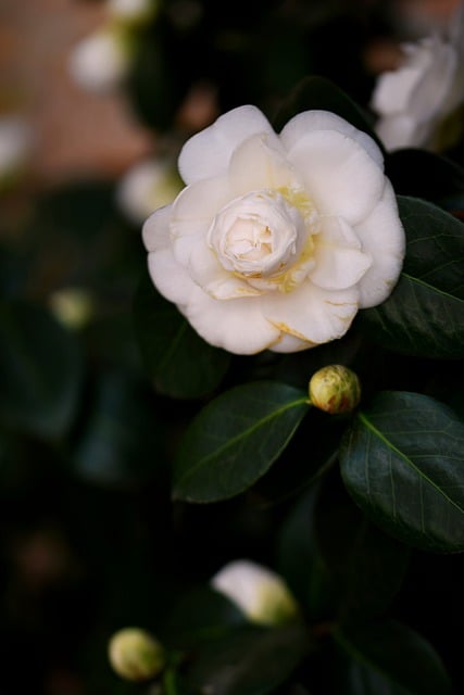Free download flower camellia spring white flower free picture to be edited with GIMP free online image editor